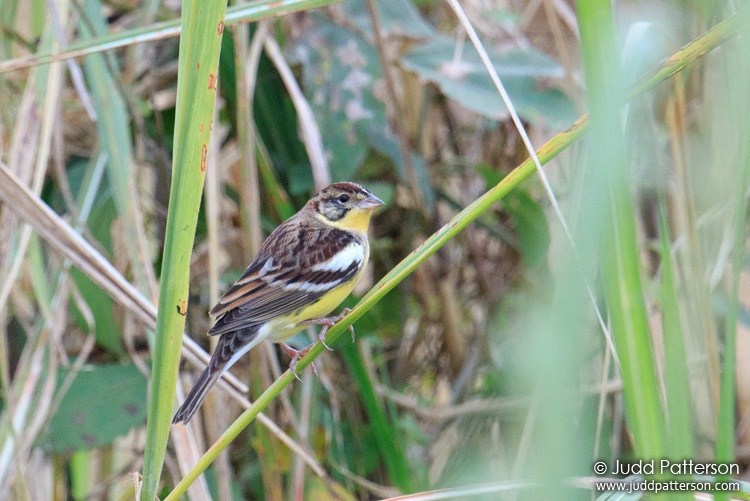 Yellow-breasted Bunting, Thatom Rice Fields, Chiang Mai, Thailand